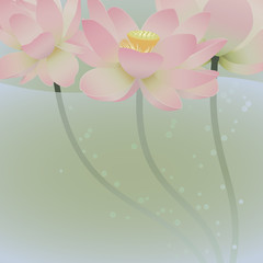 Floral postcard. Lotus.