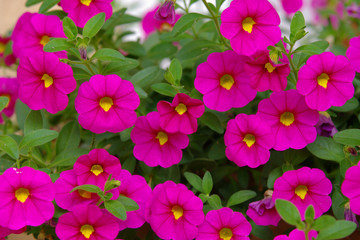 flowers desktop