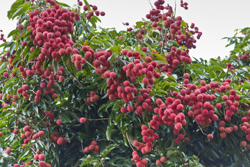 litchi