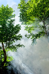 Fototapeta premium tropical forest morning scenery