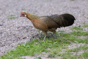 Braune Henne auf einer Wiese
