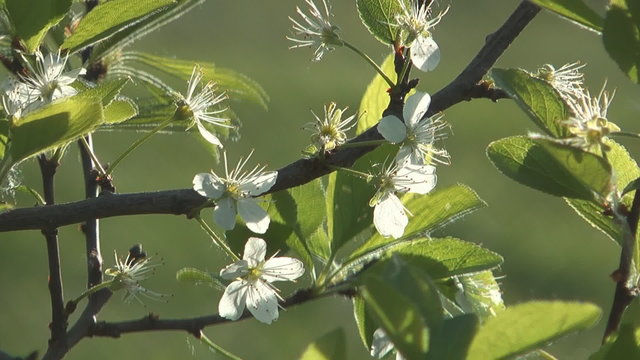 Close up shot of flowering cherry-tree.