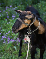 Domestic goat