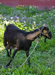 Domestic goat