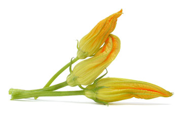 Fototapeta na wymiar zucchini flowers