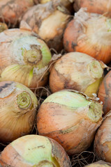 収穫後のたまねぎ