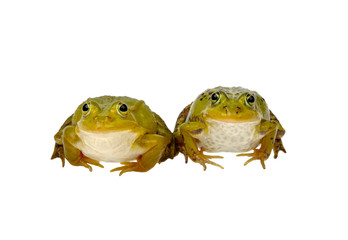 two frogs