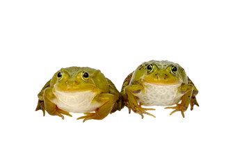 Naklejka premium two frogs
