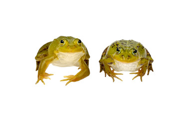 two frogs