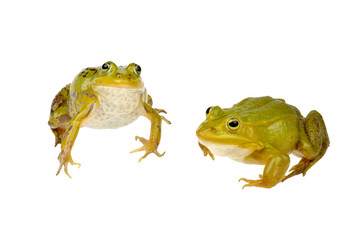 two frogs
