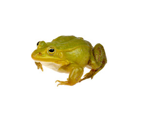 green frog