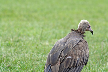 vulture bird of prey