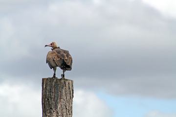 vulture stood on a tree stump