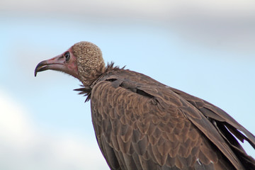 stunning vulture -  bird of prey