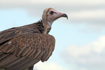 stunning bird of prey - the vulture