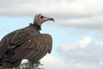 vulture against a sky background