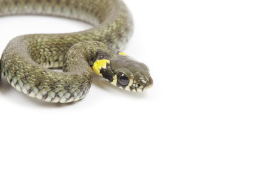snake