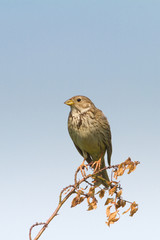 Corn Bunting / Miliaria calandra