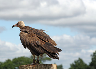 vulture - bird of prey