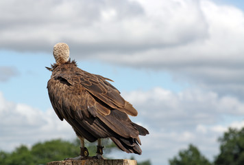 the back view of a vulture