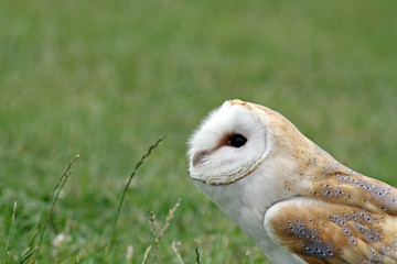 owl ready to take off