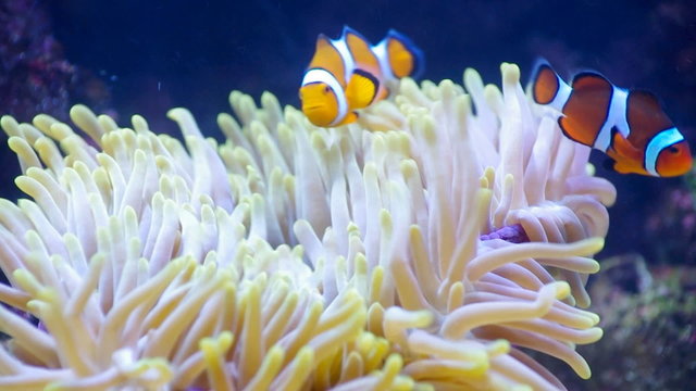 Underwater shot of clown fish