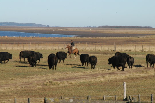 animales de granja, angus aberdeen, terneros, toros, carne, madre e hijo