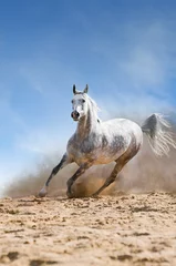 Abwaschbare Fototapete Blaue Jeans arabisches Pferd läuft Galopp in der Ferne