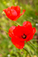 Obraz premium Mohnblumen