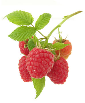 twig with ripe raspberries