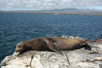 Fototapeta premium Islas Plazas,Galapagos Ecuador