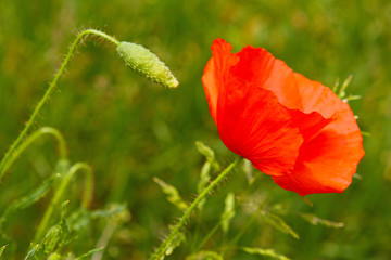 Fototapeta premium Mohnblume