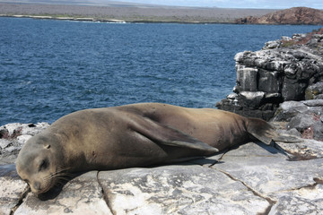 Islas Plazas,Galapagos Ecuador