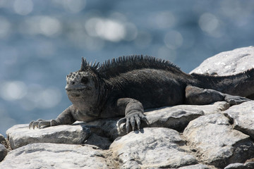 Islas Plazas,Galapagos Ecuador