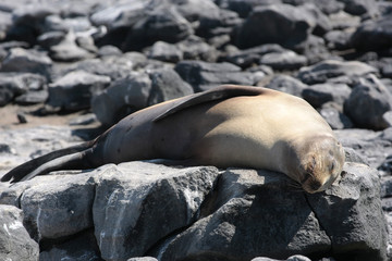 Islas Plazas,Galapagos Ecuador