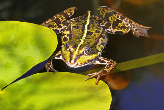 Frosch im Wasser