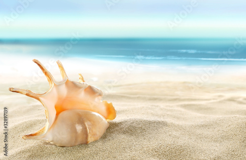 природа раковины песок пляж морская звезда nature shell sand the beach sea star без смс