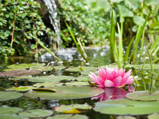 water lily