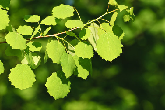 Backlit birch leaves
