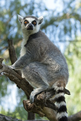 Obraz premium Lemur catta.