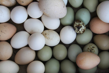 Eggs
