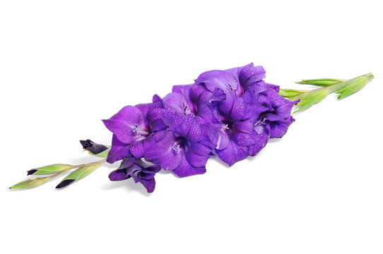 violet gladiolus