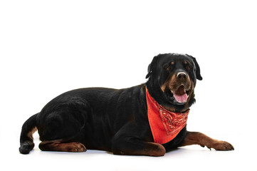 Rottweiler, Hund, Rassehund, Studio, freigestellt, Hintergrund