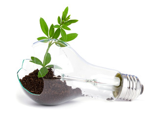 lightbulb with plant growing inside - 32898729
