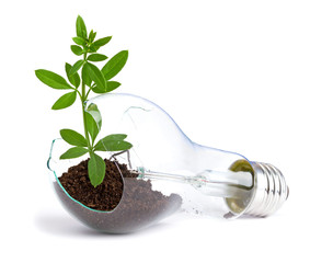 lightbulb with plant growing inside - 32898751
