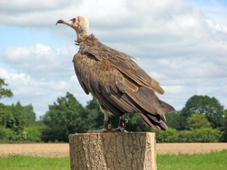 stunning vulture