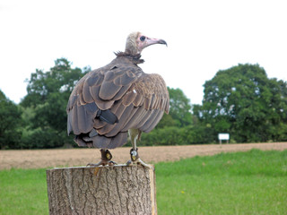 vulture - bird of prey