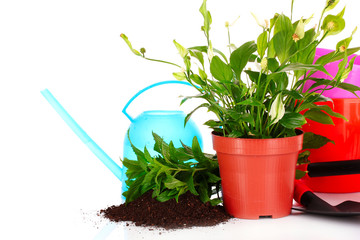 gardening and plant isolated on a white background