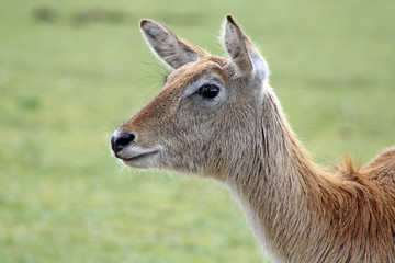 pretty Dear in field