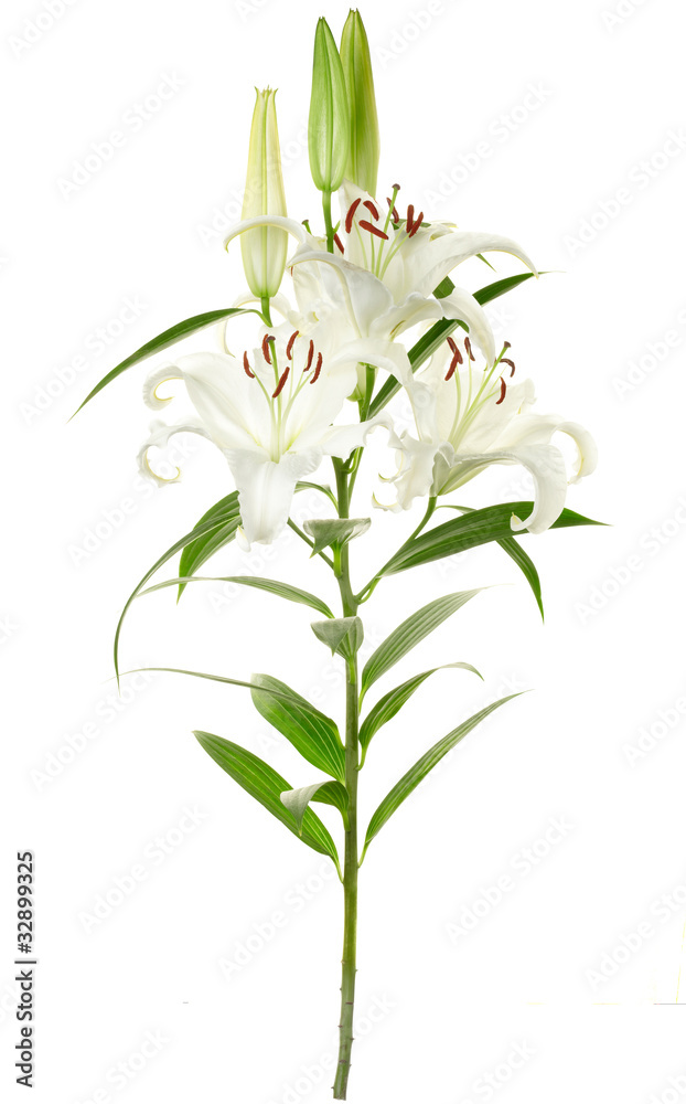 Wall mural lily isolated on white, clipping path included